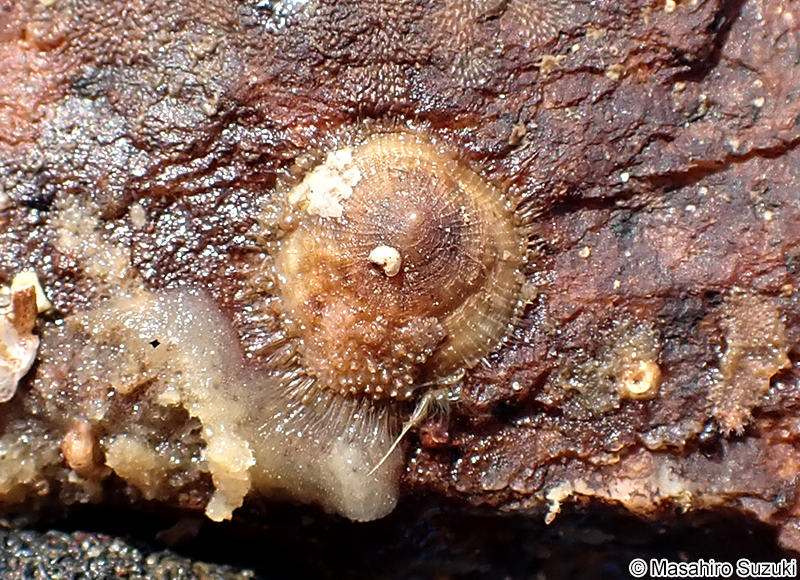 スズメガイダマシ Discradisca stella