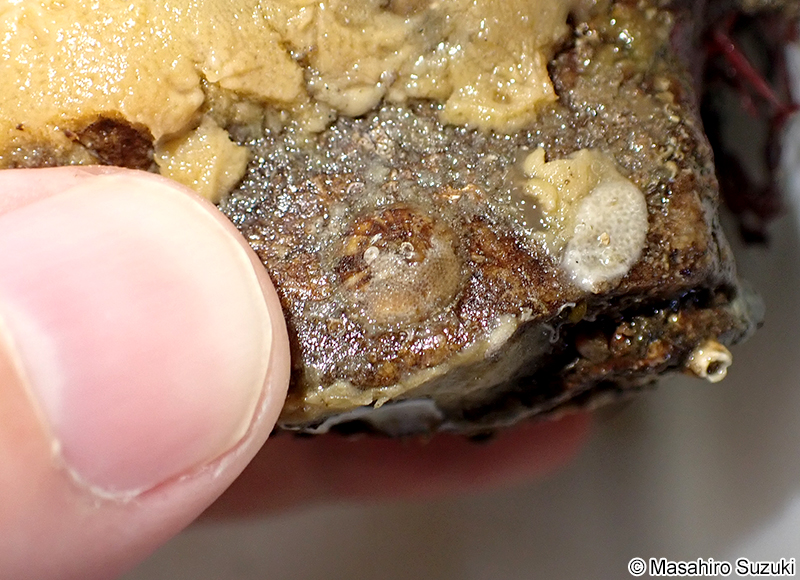 スズメガイダマシ Discradisca stella