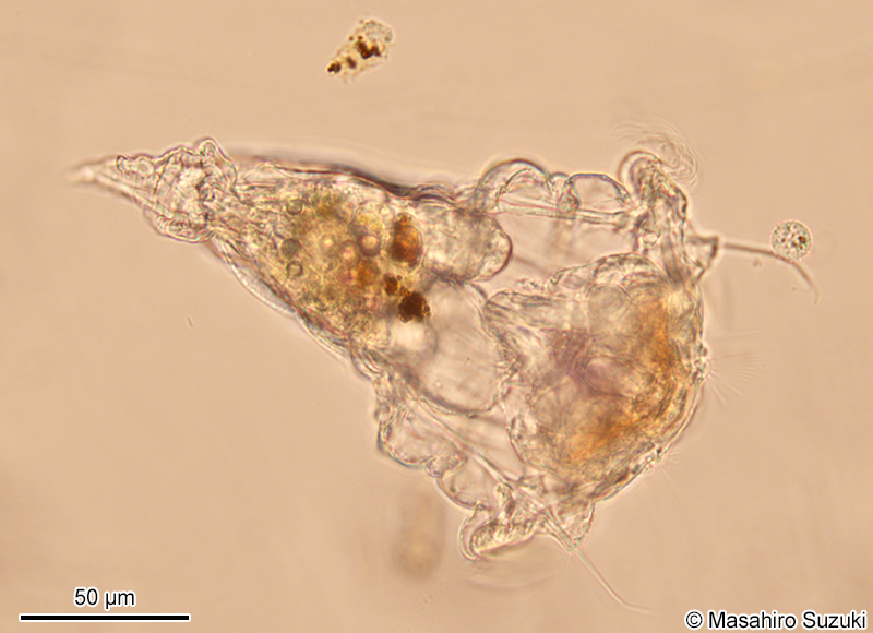 ヒトツユビフサワムシ Synchaeta triophthalma