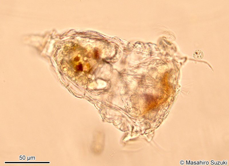 ヒトツユビフサワムシ Synchaeta triophthalma