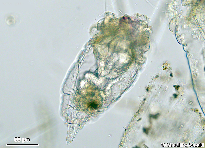 ヒトツユビフサワムシ Synchaeta triophthalma