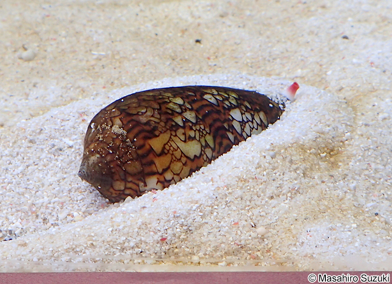 タガヤサンミナシ Conus textile