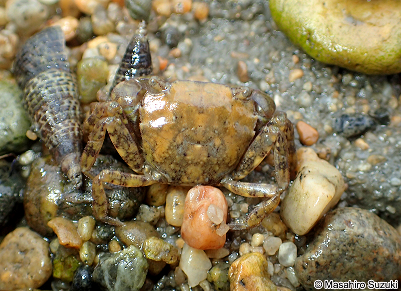 タカノケフサイソガニ Hemigrapsus takanoi