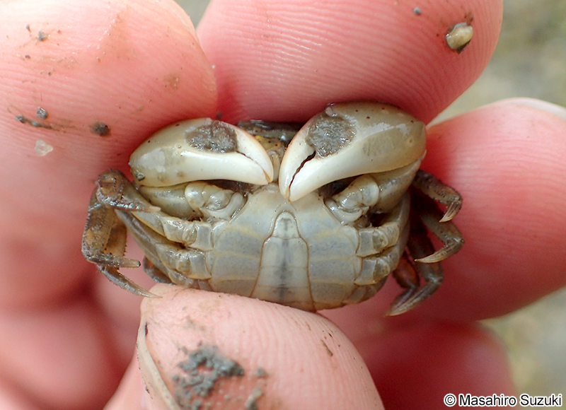 タカノケフサイソガニ Hemigrapsus takanoi
