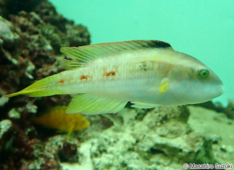 タコベラ Oxycheilinus bimaculatus