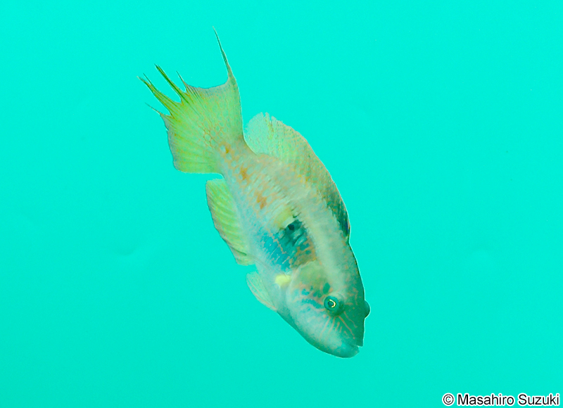 タコベラ Oxycheilinus bimaculatus