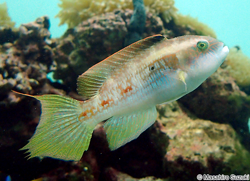 タコベラ Oxycheilinus bimaculatus