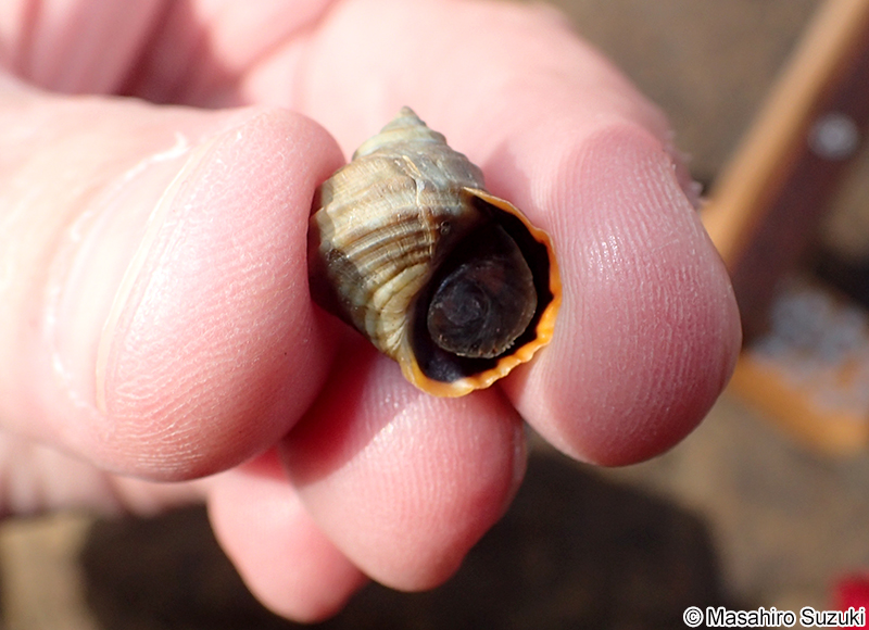 タマキビ Littorina brevicula