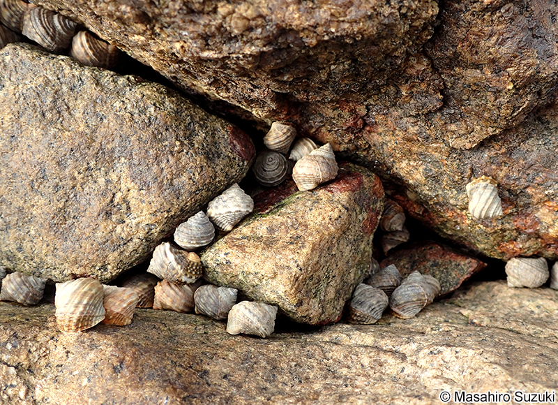 タマキビ Littorina brevicula