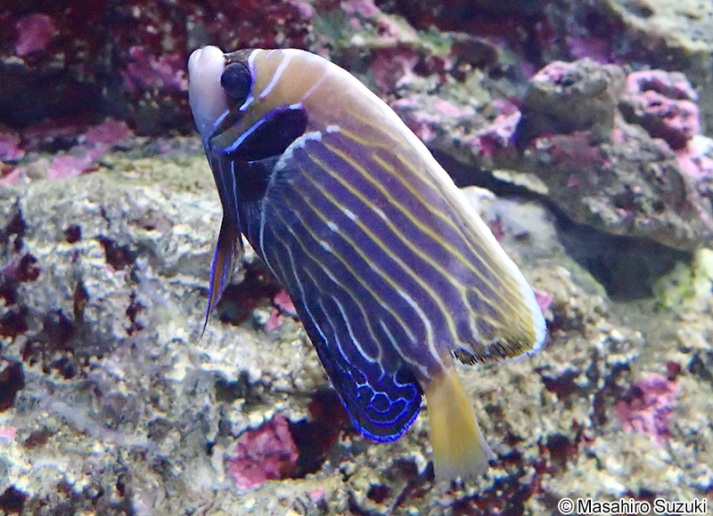 タテジマキンチャクダイ Pomacanthus imperator