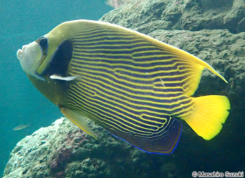 タテジマキンチャクダイ Pomacanthus imperator