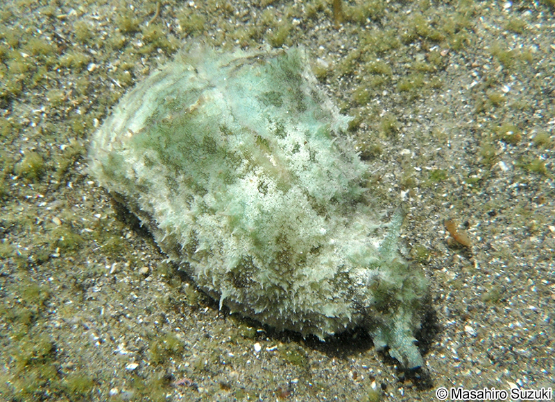 タツナミガイ Dolabella auricularia
