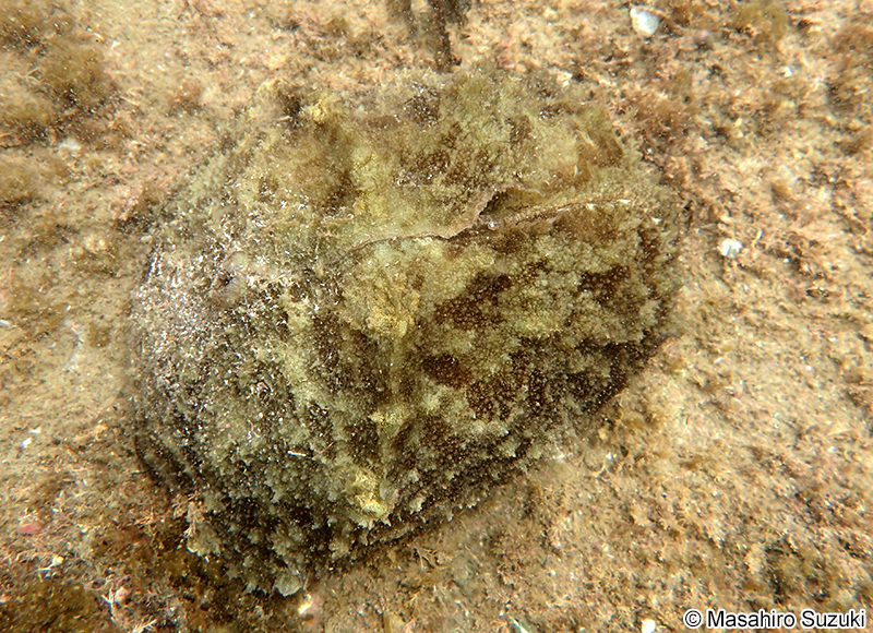 タツナミガイ Dolabella auricularia