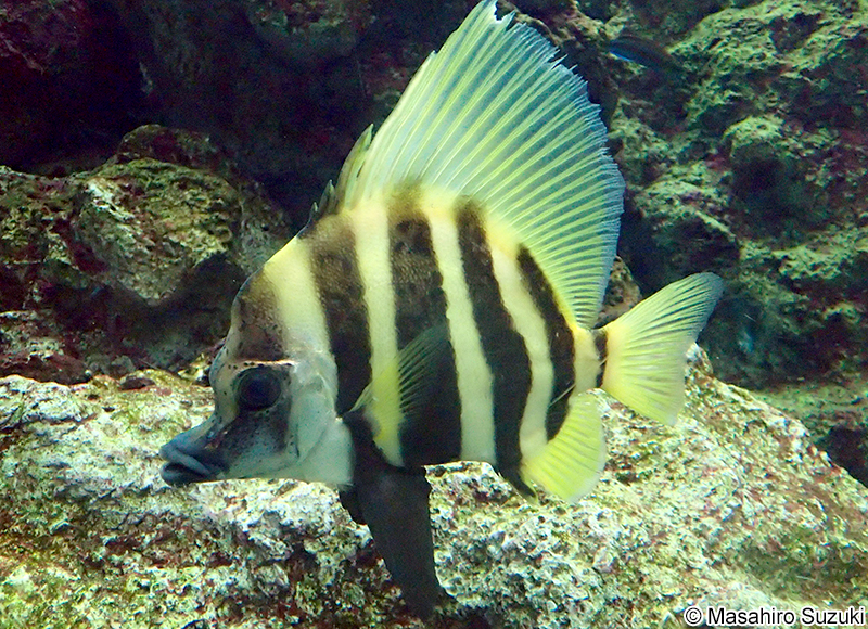 テングダイ Evistias acutirostri