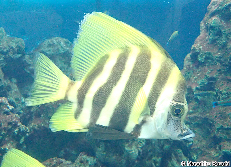 テングダイ Evistias acutirostri