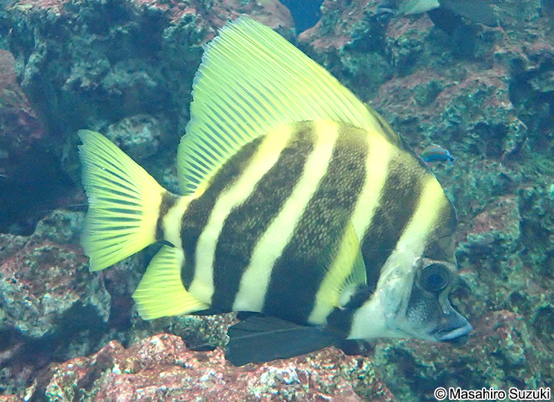 テングダイ Evistias acutirostri