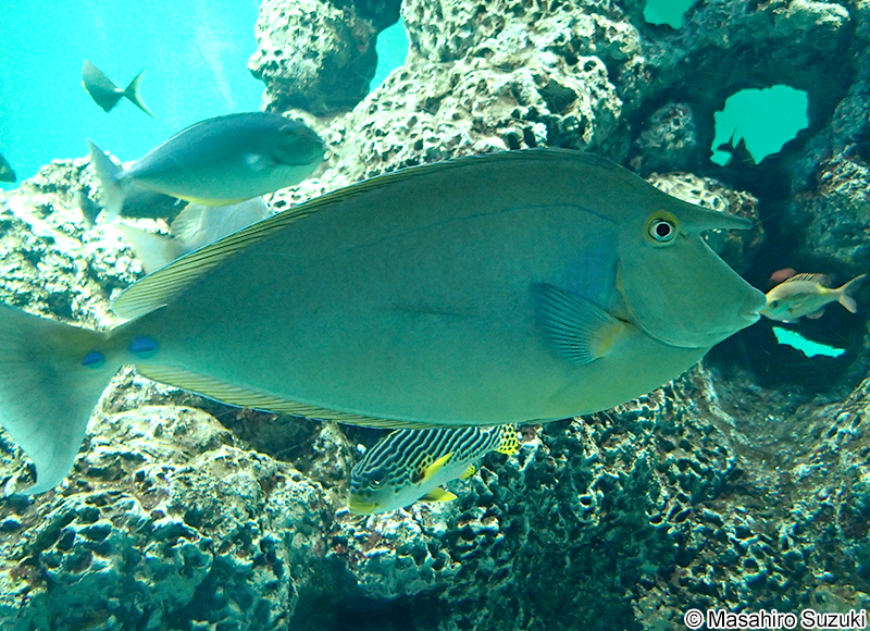 テングハギ Naso unicornis