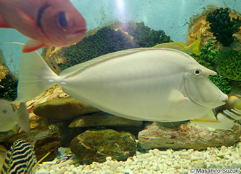 テングハギ Naso unicornis