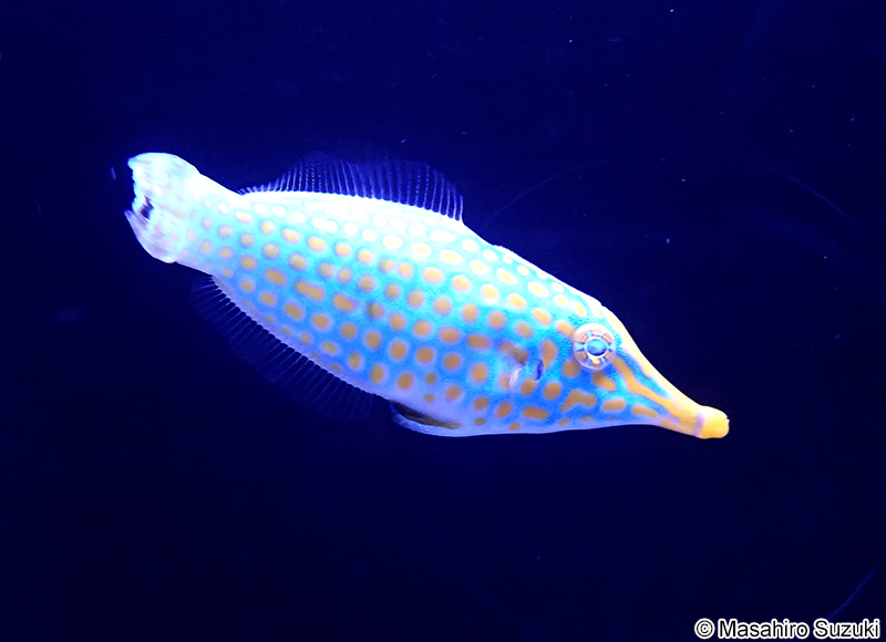 テングカワハギ Oxymonacanthus longirostris