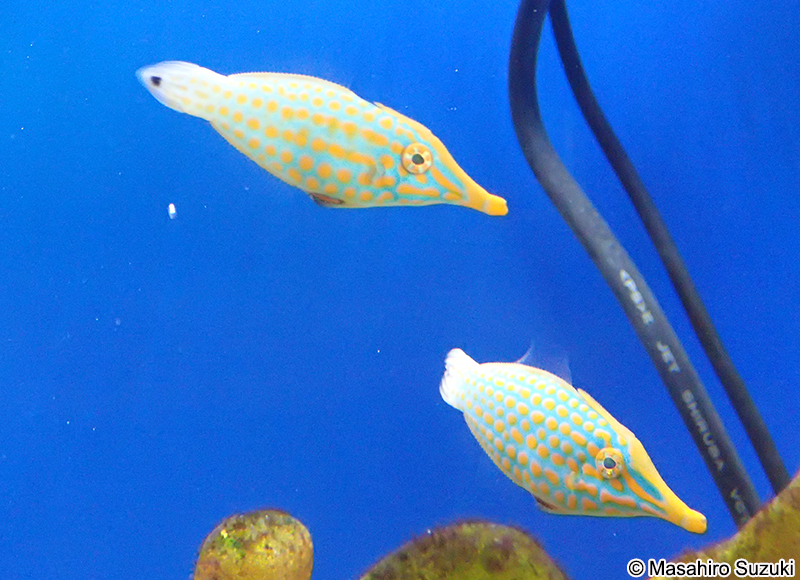 テングカワハギ Oxymonacanthus longirostris