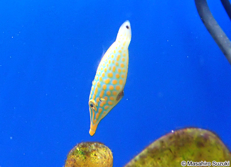 テングカワハギ Oxymonacanthus longirostris