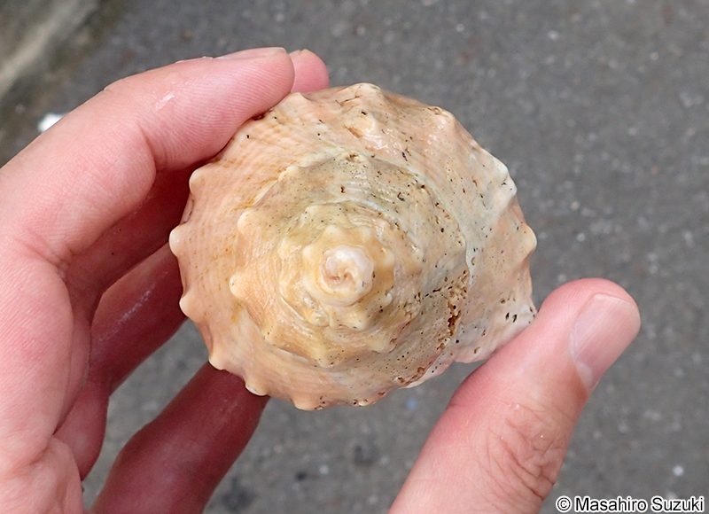 テングニシ Brunneifusus ternatanus