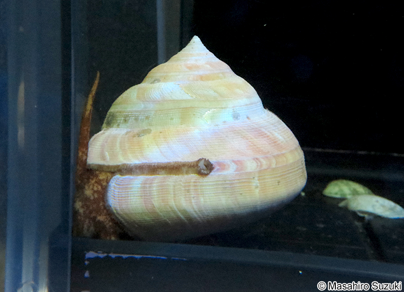 テラマチオキナエビスガイ Bayerotrochus teramachii