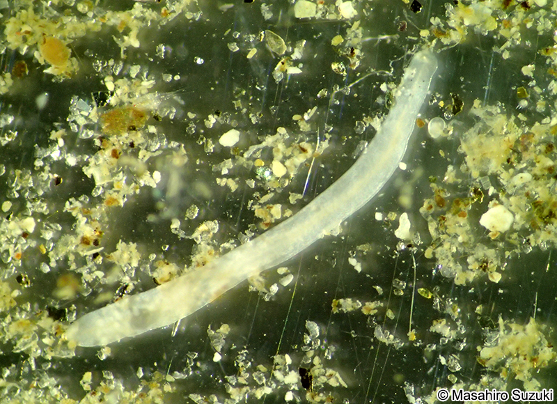 砂粒間隙性扁形動物