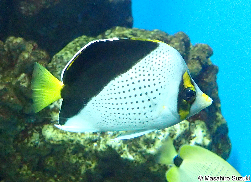 ティンカーズバタフライフィッシュ Chaetodon tinkeri