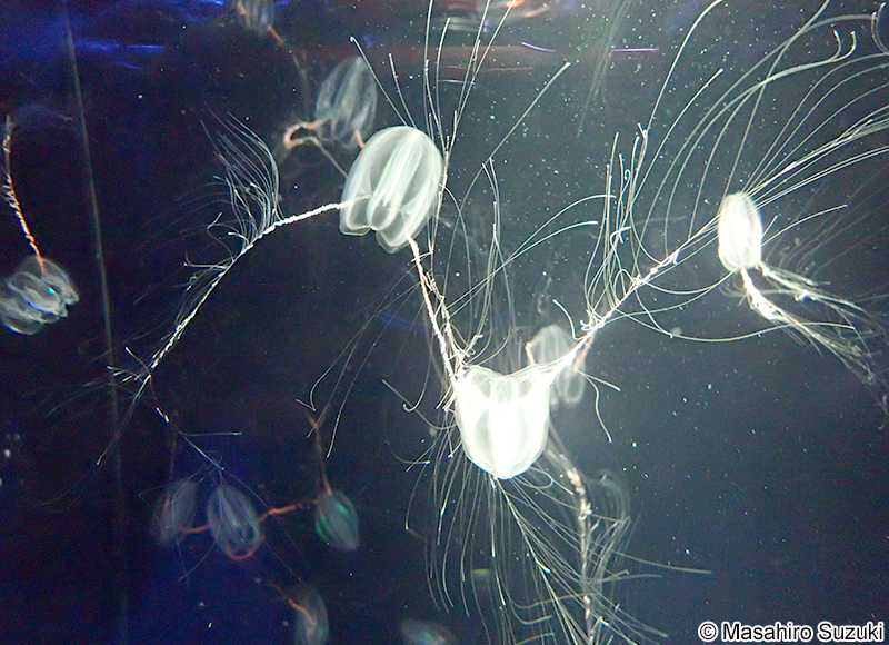 トガリテマリクラゲ Mertensia ovum