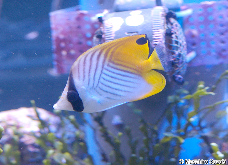 トゲチョウチョウウオ Chaetodon auriga