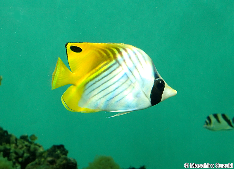 トゲチョウチョウウオ Chaetodon auriga