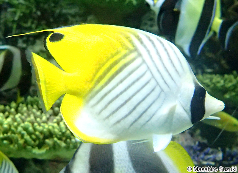 トゲチョウチョウウオ Chaetodon auriga