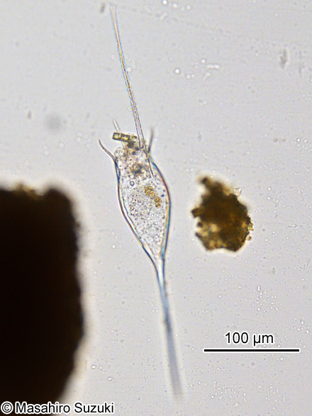 トゲナガワムシ Kellicottia bostoniensis
