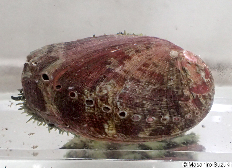 トコブシ Haliotis diversicolor