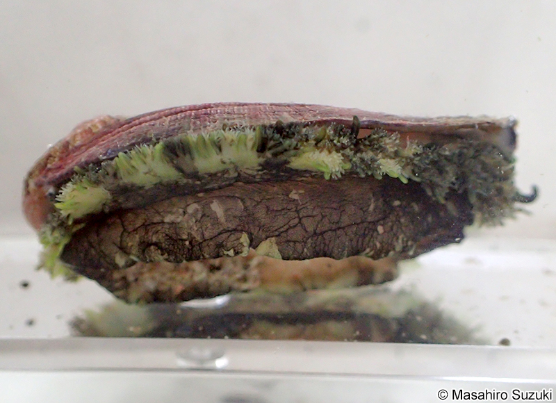 トコブシ Haliotis diversicolor