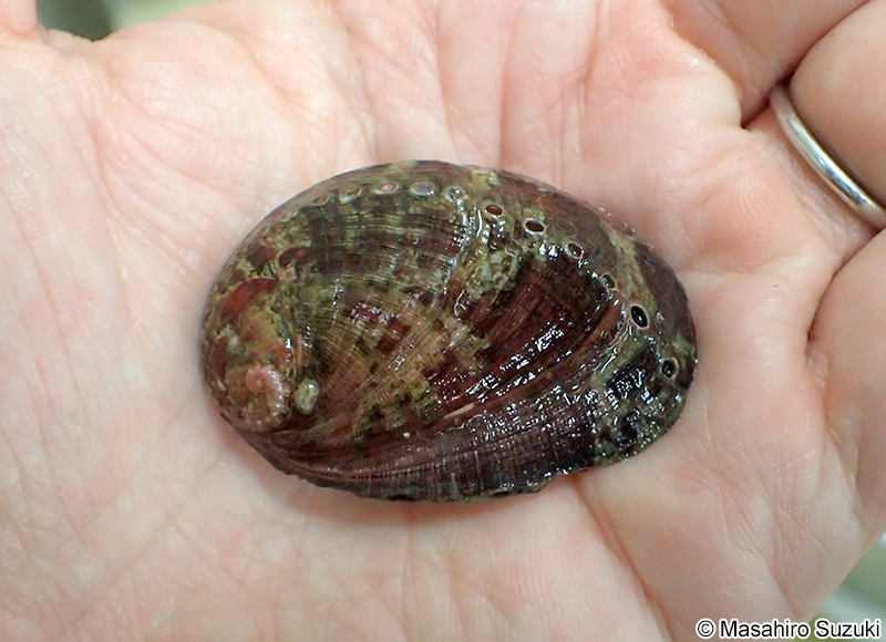トコブシ Haliotis diversicolor
