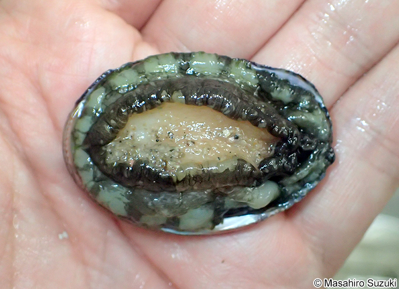 トコブシ Haliotis diversicolor