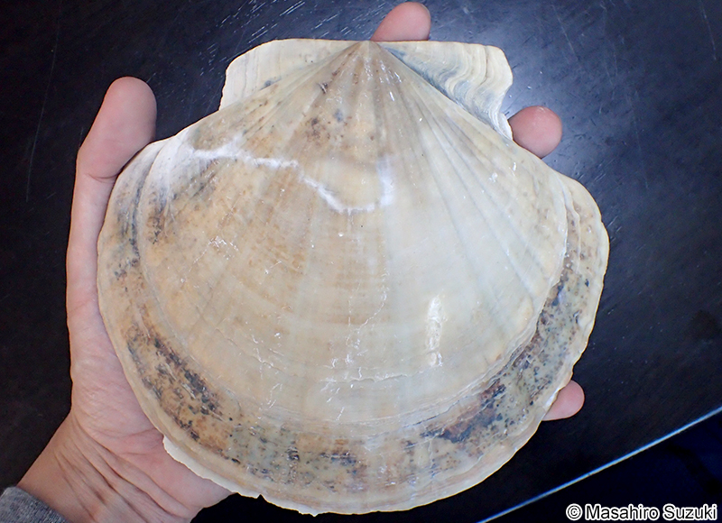 トウキョウホタテ Mizuhopecten tokyoensis