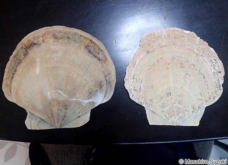 トウキョウホタテ Mizuhopecten tokyoensis