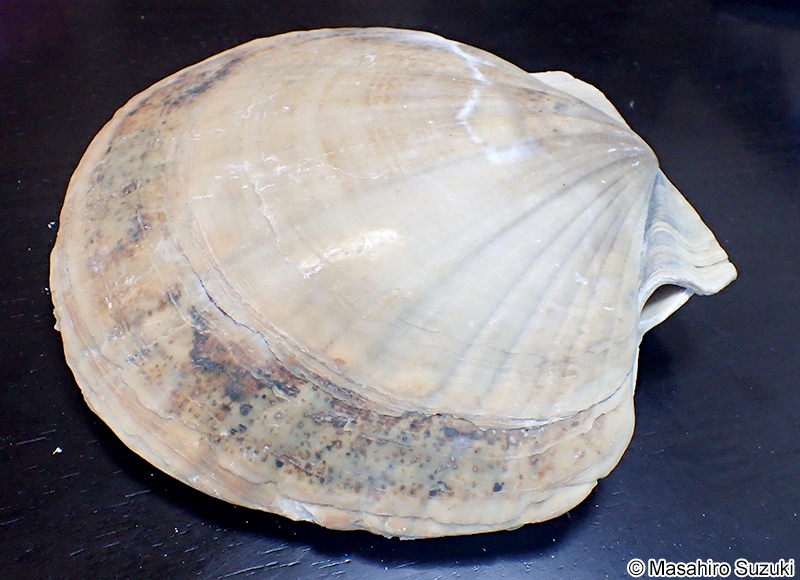 トウキョウホタテ Mizuhopecten tokyoensis