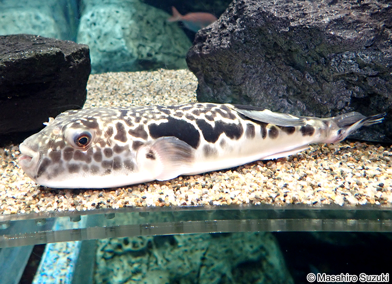 トラフグ Takifugu rubripes