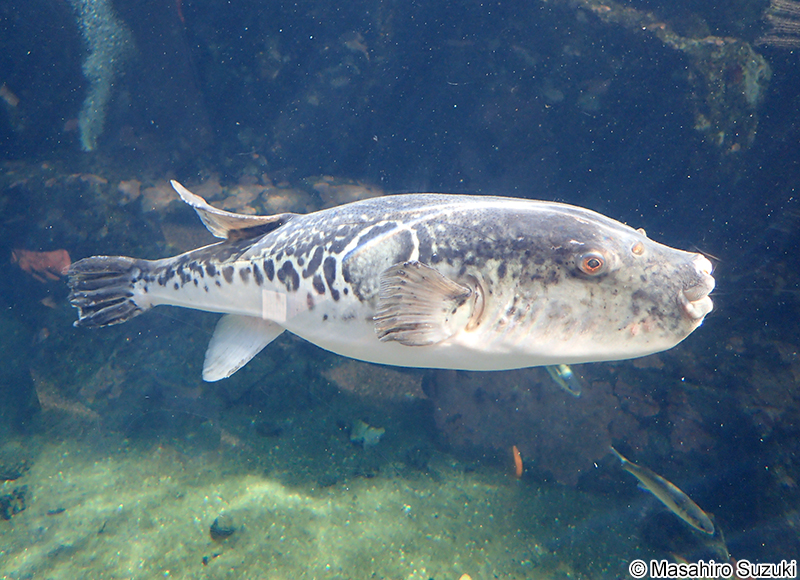トラフグ Takifugu rubripes