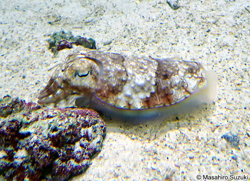 トラフコウイカ Sepia pharaonis