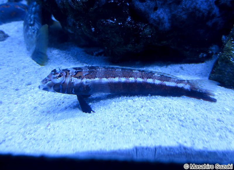 トラギス Parapercis pulchella