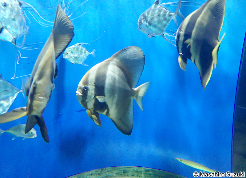 ツバメウオ Platax teira