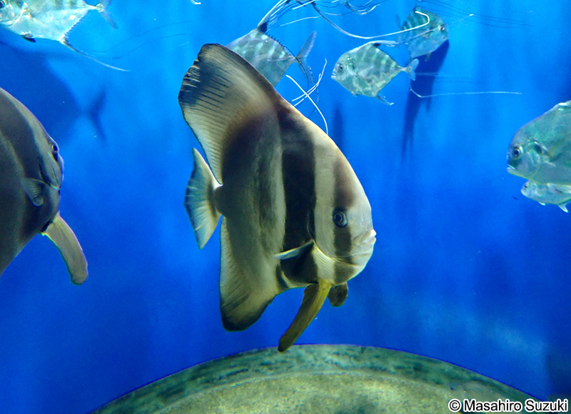 ツバメウオ Platax teira