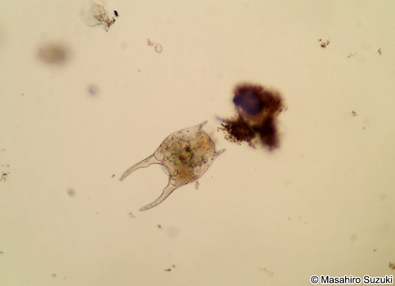 ウシロヅノツボワムシ Brachionus forficula