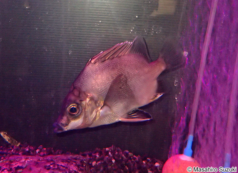 ツボダイ Pentaceros japonicus