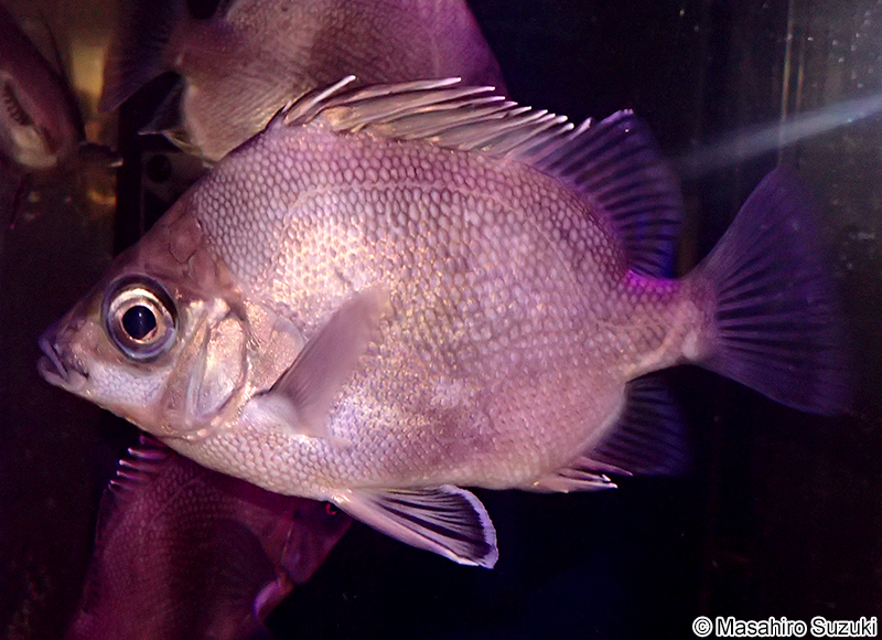 ツボダイ Pentaceros japonicus